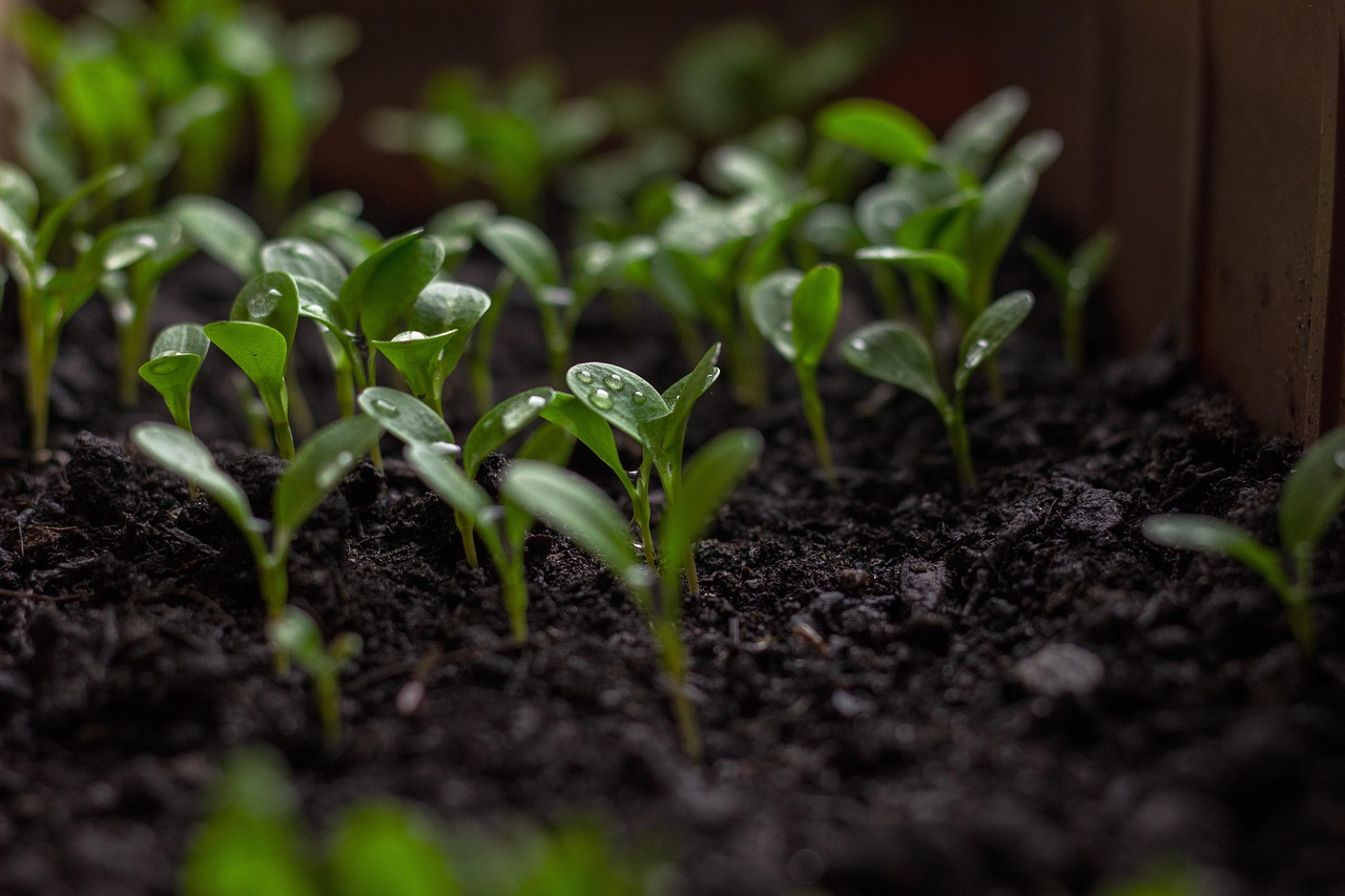 Veld met plantjes